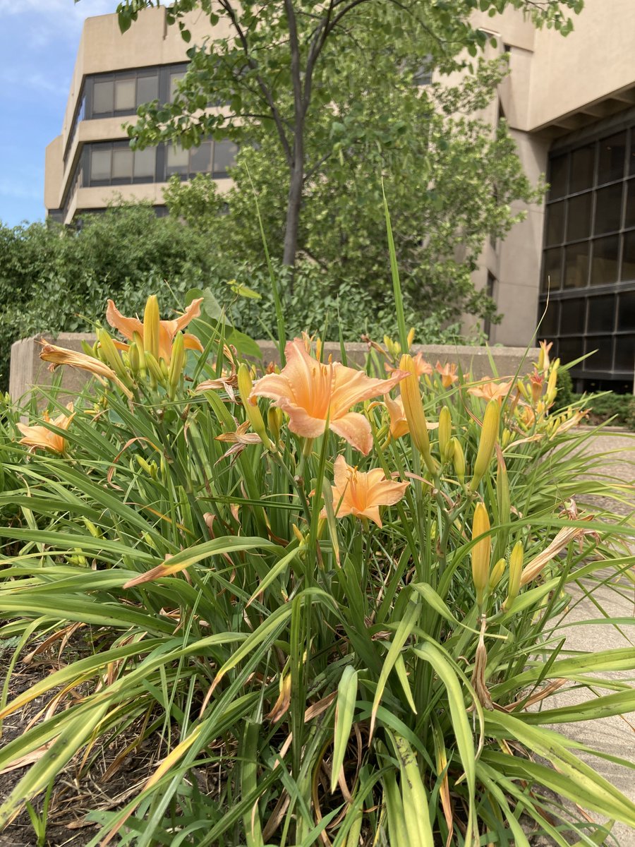 Jhawk96's tweet image. A summer stroll around Green Hall. #KUlaw #exploreKU
