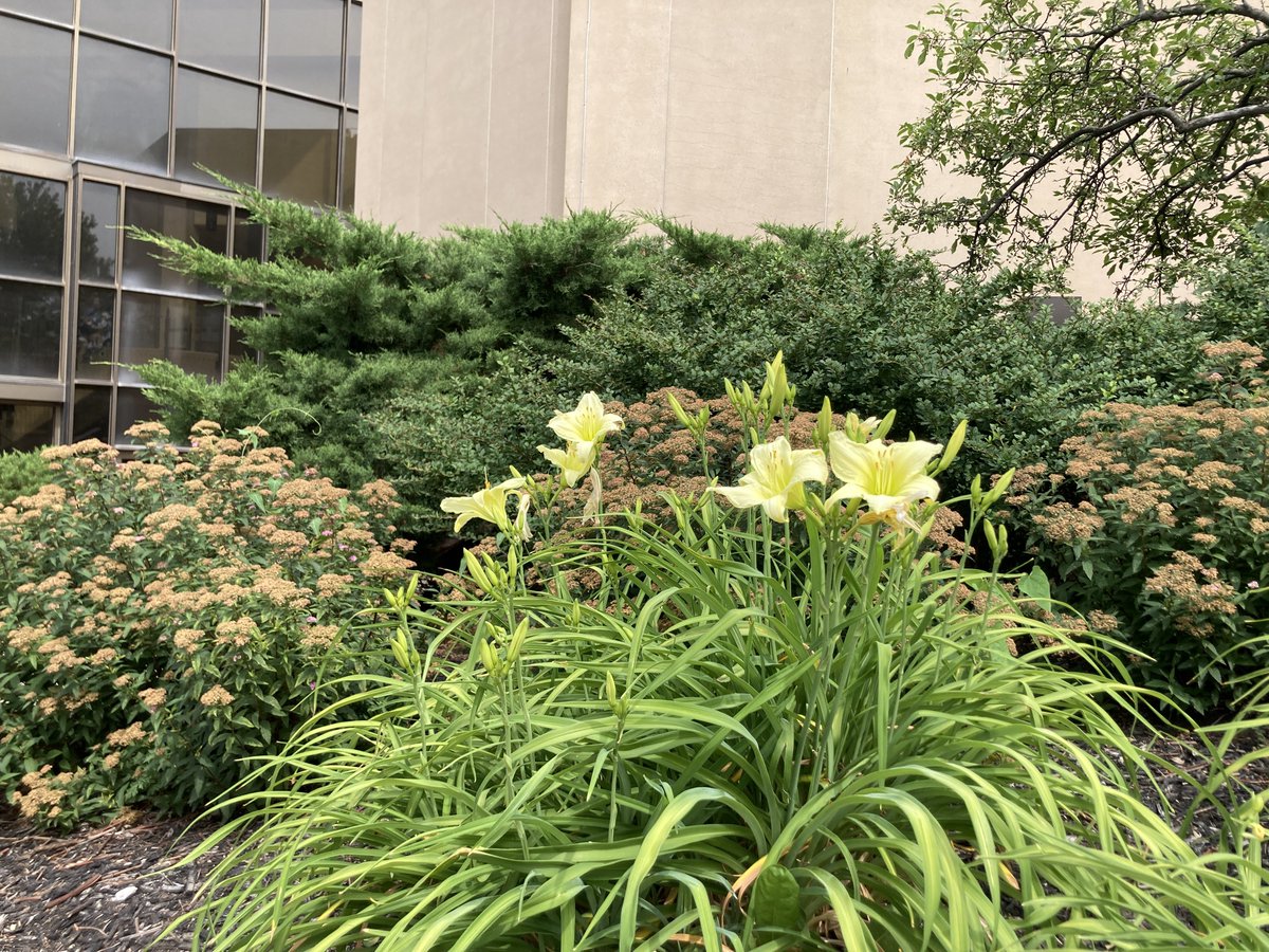 Jhawk96's tweet image. A summer stroll around Green Hall. #KUlaw #exploreKU