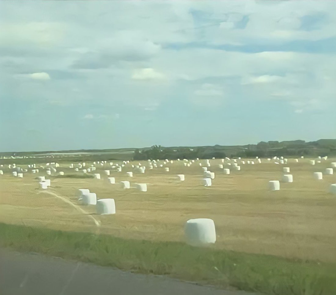 The horrible truth behind marshmallow ranches: When they are fat from grazing all summer, they will be slaughtered to make smaller ones, bagged and sold in stores. Some are cut up and held over a fire while still alive!