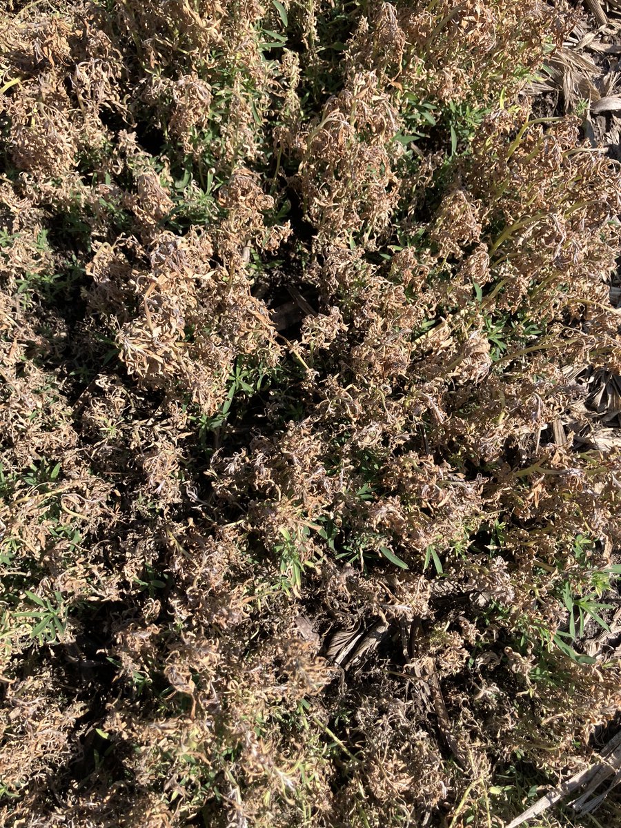 Kochia crushing with Liberty.  This field was 15 gpa. 20 is better. These two Kochia plants were nestled together one had great coverage the other not so much.