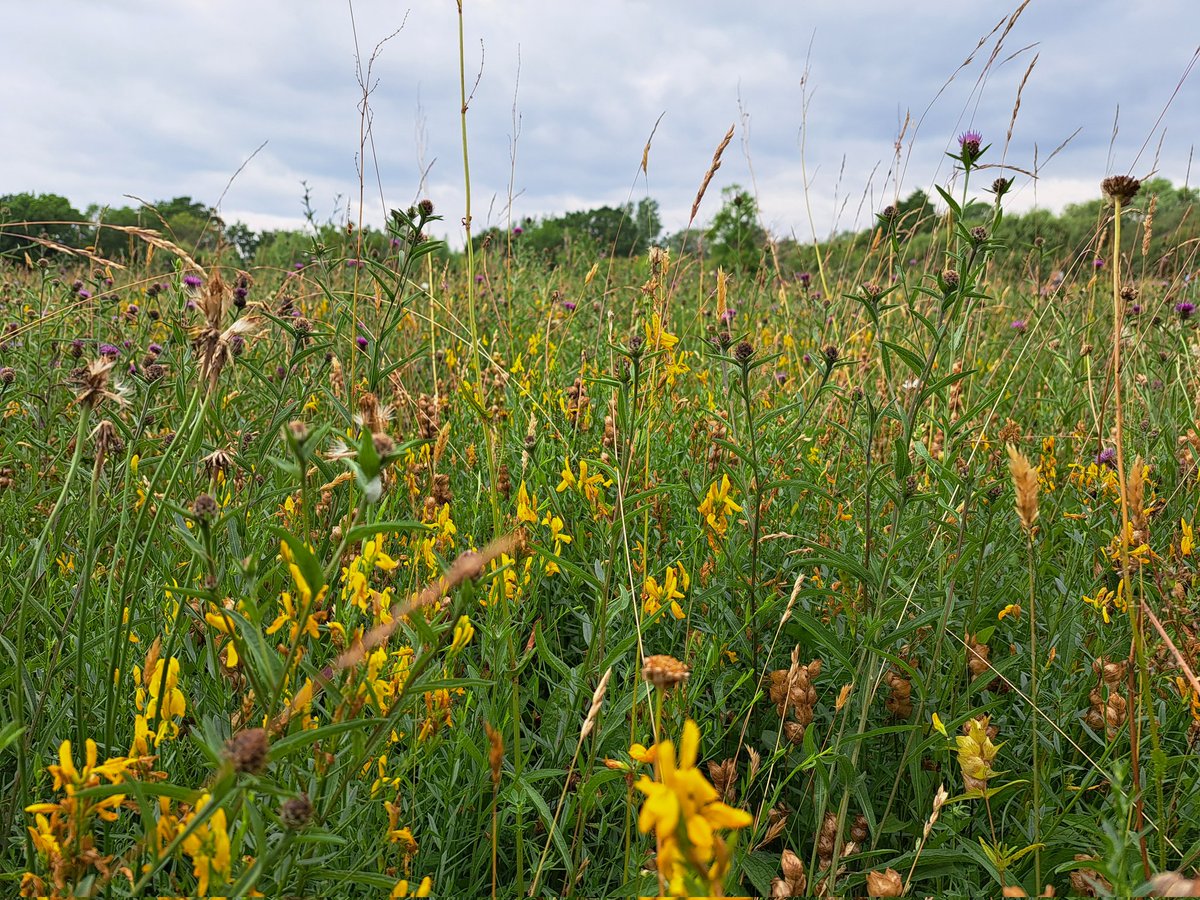 kateystephen's tweet photo. Thank you to @MardenWildlife and @KentWildlife for showing the NE grassland network the enormous returns that can be achieved through a community project. Fantastic restoration and community involvement @NESussexandKent @NaturalEngland https://t.co/jHuBuObvLI