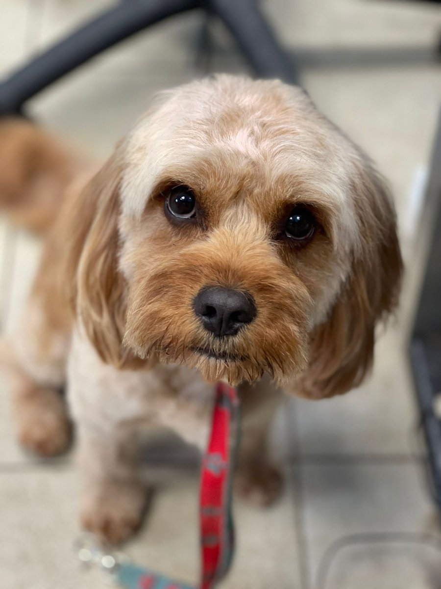 WAGSLIVERPOOL's tweet photo. #cavapoo #griffin #dogsofliverpool #liverpooldogs #scousedogs #scousepets #wags #garston #hairstyles #glowup #dogsoftwitter #dogsofinstagram https://t.co/X5iNiZeVsw
