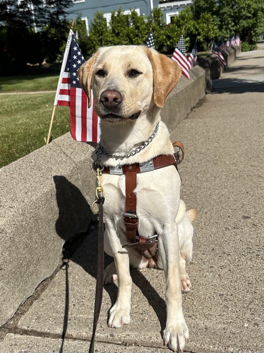SeeingEyeInc's tweet photo. Happy July 4th! We hope everyone has a wonderful and safe holiday!
What fun activities do you have planned today?
#theseeingeye #seeingeye #seeingeyedog #yellowlab #FourthofJuly #IndependenceDay https://t.co/r4ahEtwztR