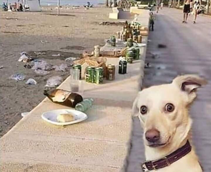 Vietato l’ingresso ai cani in spiaggia perché sporcano....
#musk