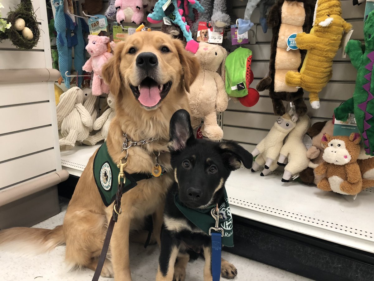 SeeingEyeInc's tweet photo. Itβs National Stay Out of the Sun Day so
these pups spent the day staying cool in
air-conditioned spaces including the pet store!
#theseeingeye #seeingeye #seeingeyepuppy
#goldenretriever #GermanShepherd
#nationalstayoutofthesunday https://t.co/HgctwELoxB