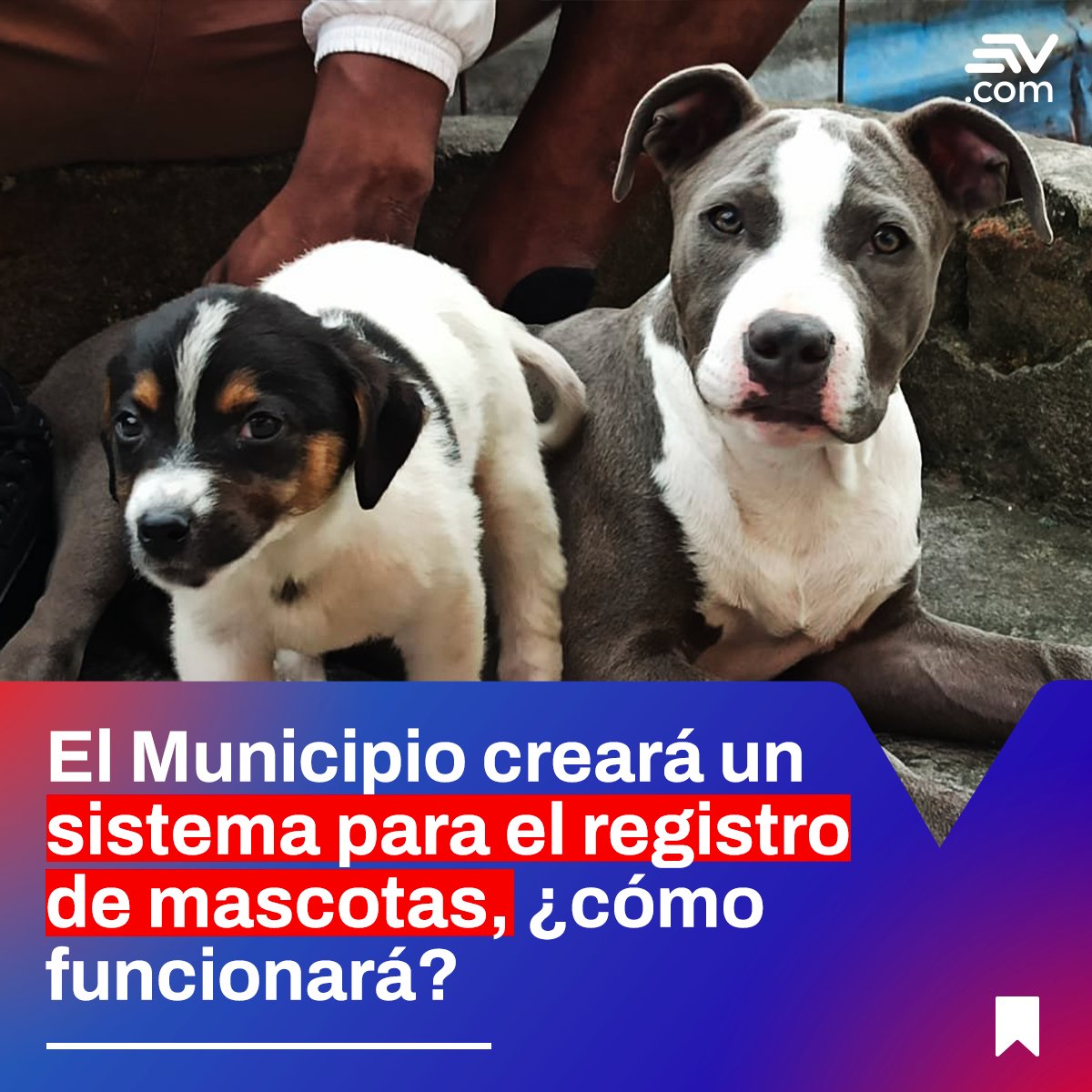 comunidadquito's tweet photo. El Municipio de #Quito planifica la creación del Sistema Metropolitano de registro de la fauna urbana, para los animales de compañía 🐶🐱.

¿Cómo funcionará? 👉 https://t.co/50Jew8oDOv https://t.co/7GbtCZsqxx