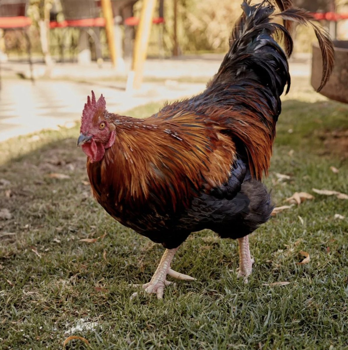 La naturaleza se expresa en cada rincón de nuestra bodega en Vistalba en donde compartimos nuestro lugar de trabajo con estos pequeños amigos.