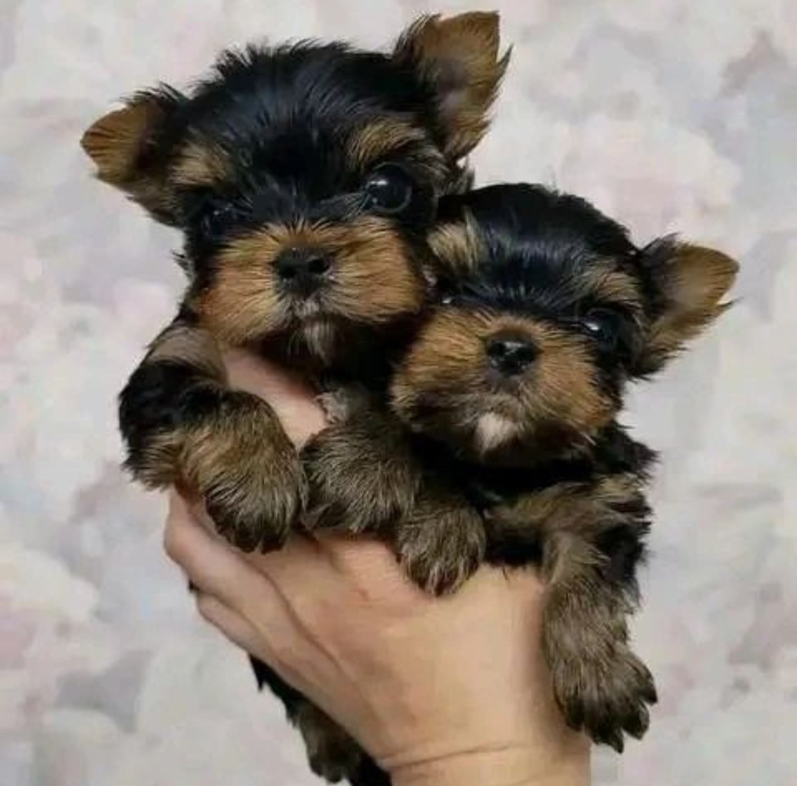Teacup male and female