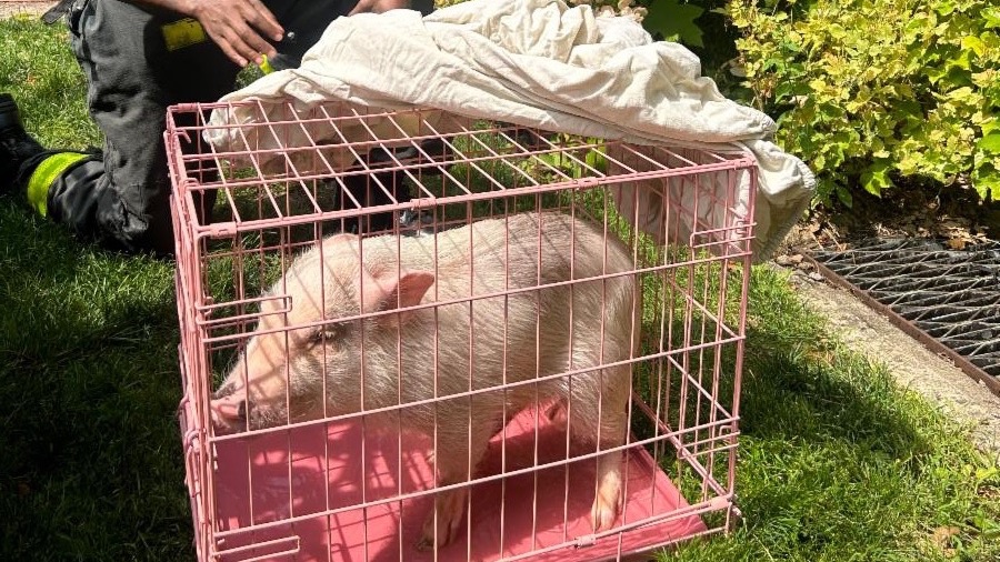 We had an incredibly special celebrity visitor this morning! Fire Pig Penny and her caretaker Darren stopped by Lalo-Palooza to promote fire safety and give everyone a chance to revel in Penny’s very pink cuteness.

#firepigpenny #suzishelton #lalopalooza #parkslopeparents