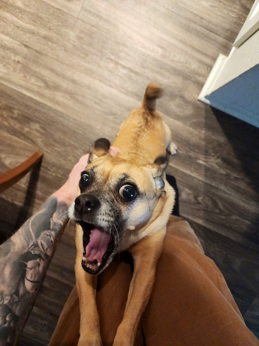 _poohhh_bear_'s tweet photo. I hope these pics bring anyone as much joy as they brought me. 

P.s. can you tell who is the queen of the castle??? https://t.co/FNydPzNliR
