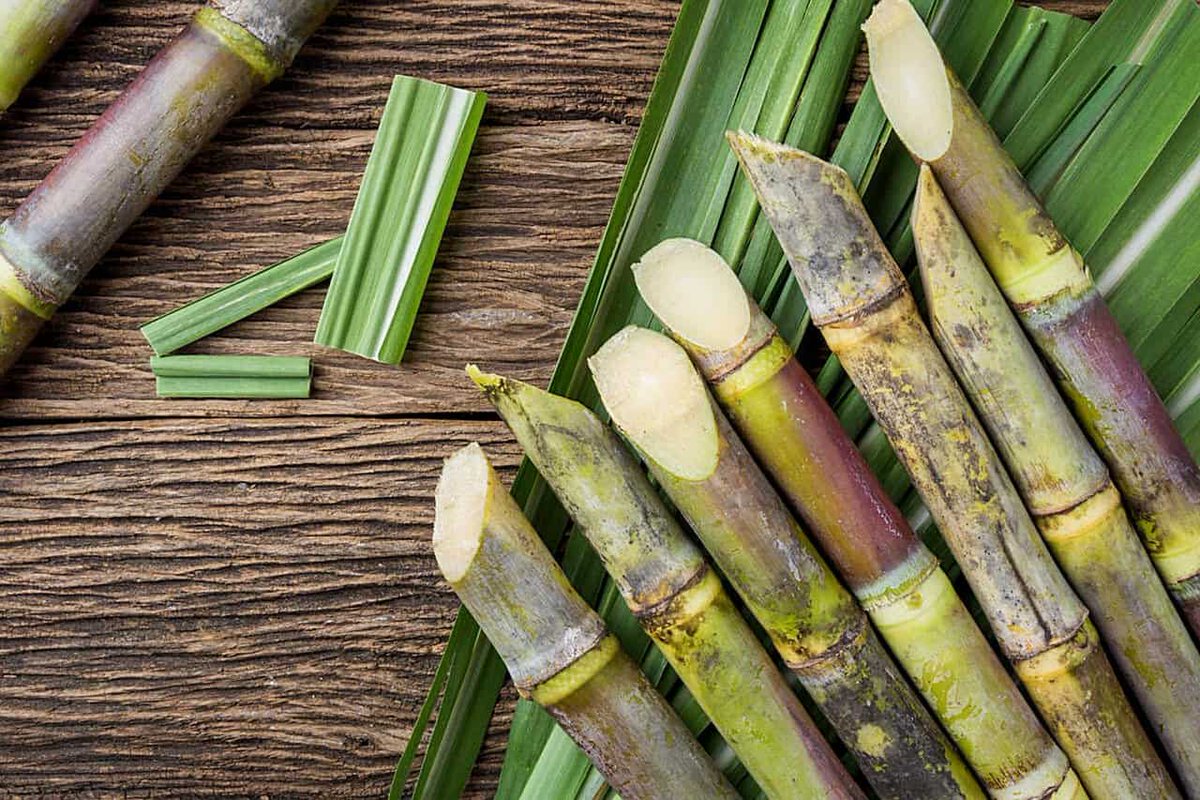shepherd_lovers's tweet photo. Dog ate Sugarcane? Sugarcane is a soft, fibrous plant that is often used to make sugar and other products. Although not toxic to dogs, it can be harmful if eaten in large amounts or if the pieces are too large.

https://t.co/JxLIUoOdBV https://t.co/7SqXYjrOmn