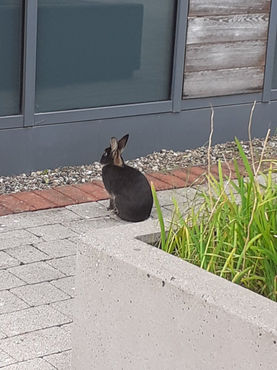 Pet rabbit, black, is feeding beside Tiernry building <a href="/LeroCentre/">Lero</a> @ul. Probably lost, so great if toy can retweet! Thanks. #loatandfound #castletroy #limerick <a href="/LimerickCouncil/">Limerick Council - Comhairle Luimnigh</a>