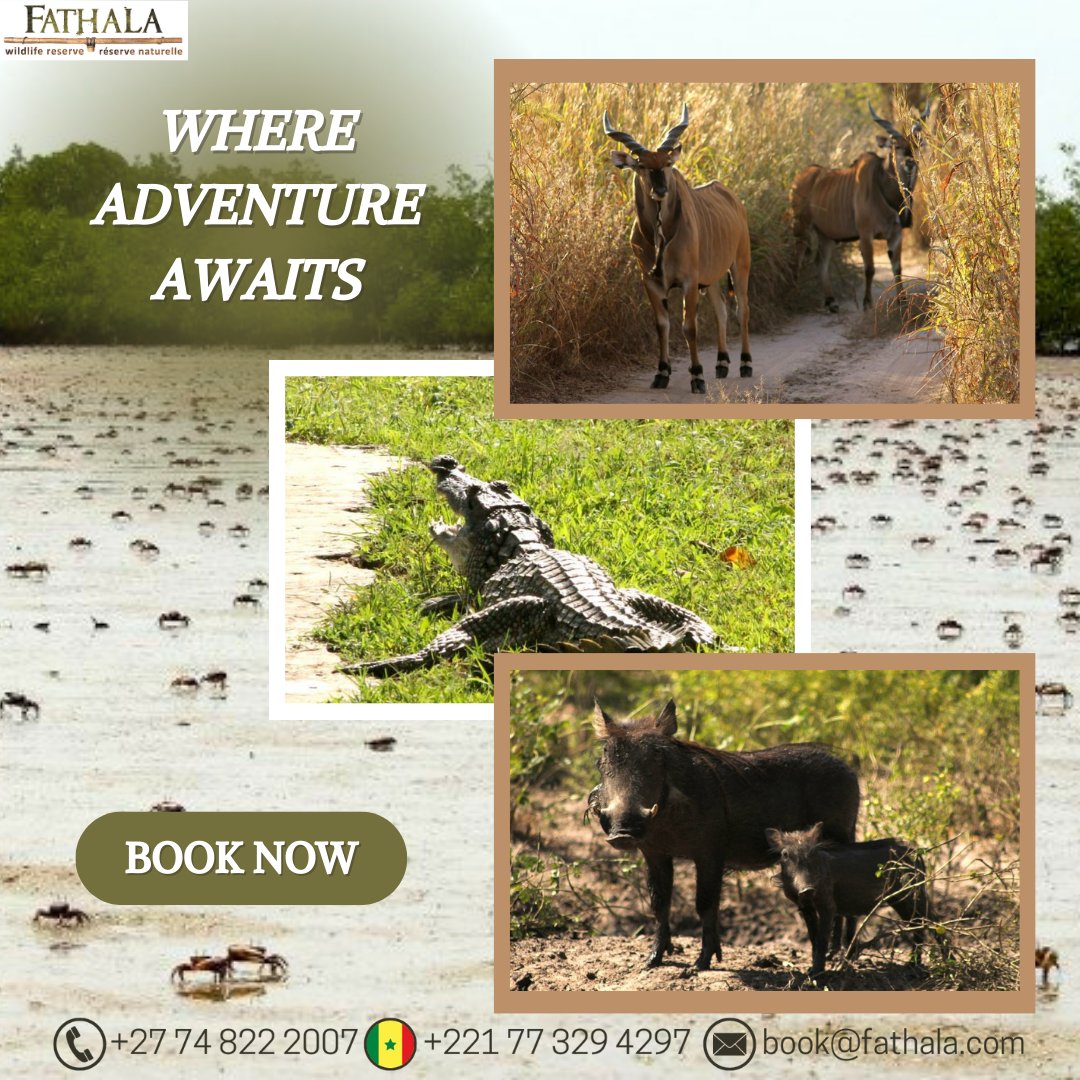 Fathala, where Adventure Awaits.

#senegal #africa #fathala #naturereserve #forestreserve #wildlife #nature #africanlodge #travel #reservenaturelle #saloum #saloumnationalpark #regiondefatick #ilovesenegal #adventure