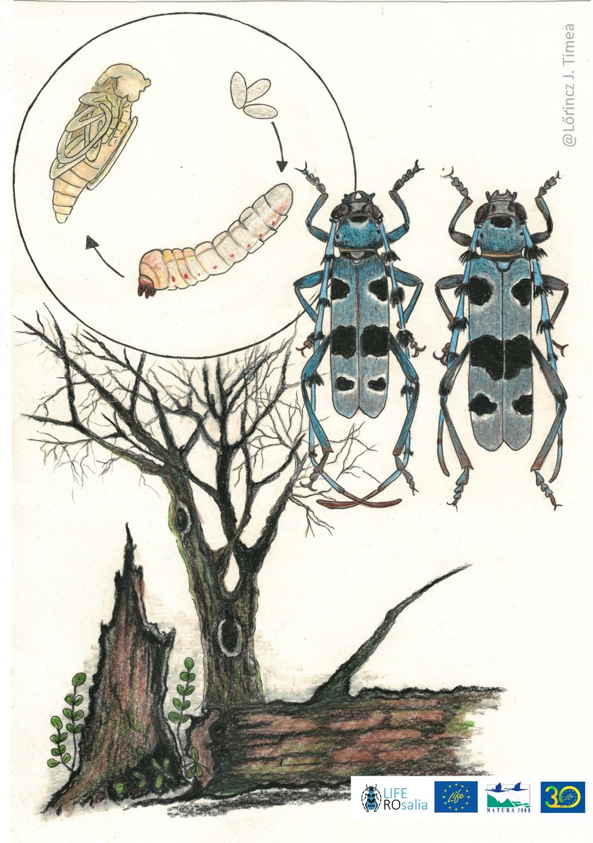 LIFENatROsalia's tweet photo. Amazing work by Lőrincz J. Tímea 🪲❤️🌳
#Rosalia_alpina #Rosalia_longicorn #Alpine_longhorn_beetle #Cerambycidae
#SaproxylicInsects #biodiversity #conservation #art4conservation
#ConnectingWithNature #LifeROsalia #LIFENature https://t.co/UmEAI4k3oo