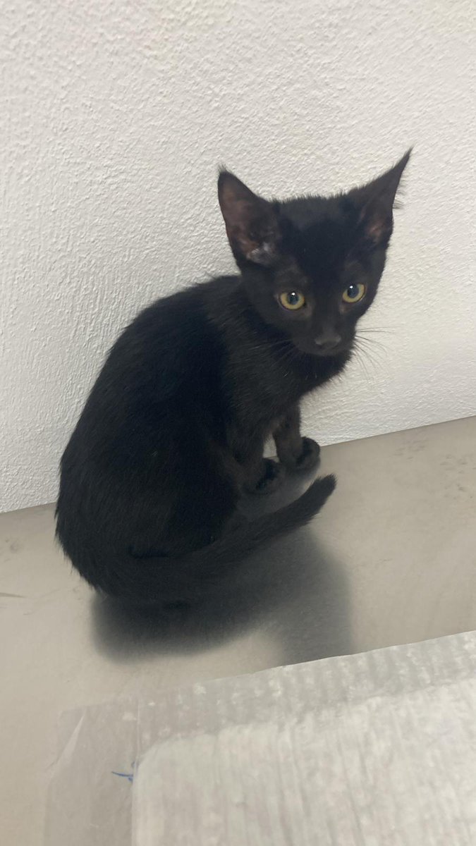 Asociación X Los Animales tweet media