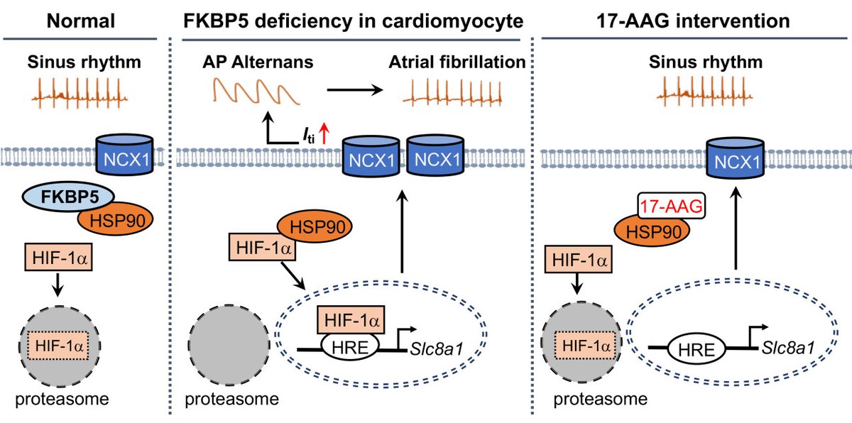 Wang et al. discovered the novel role of #FKBP5-deficiency in #HIF1a activation & its subsequent impact on the transcription of #NCX1. Learn more about the mechanism of NCX upregulation in #Afib at ahajrnls.org/3r9ejZz @JiaSongZeal @naliphd @xwehrens @JordiHeijman