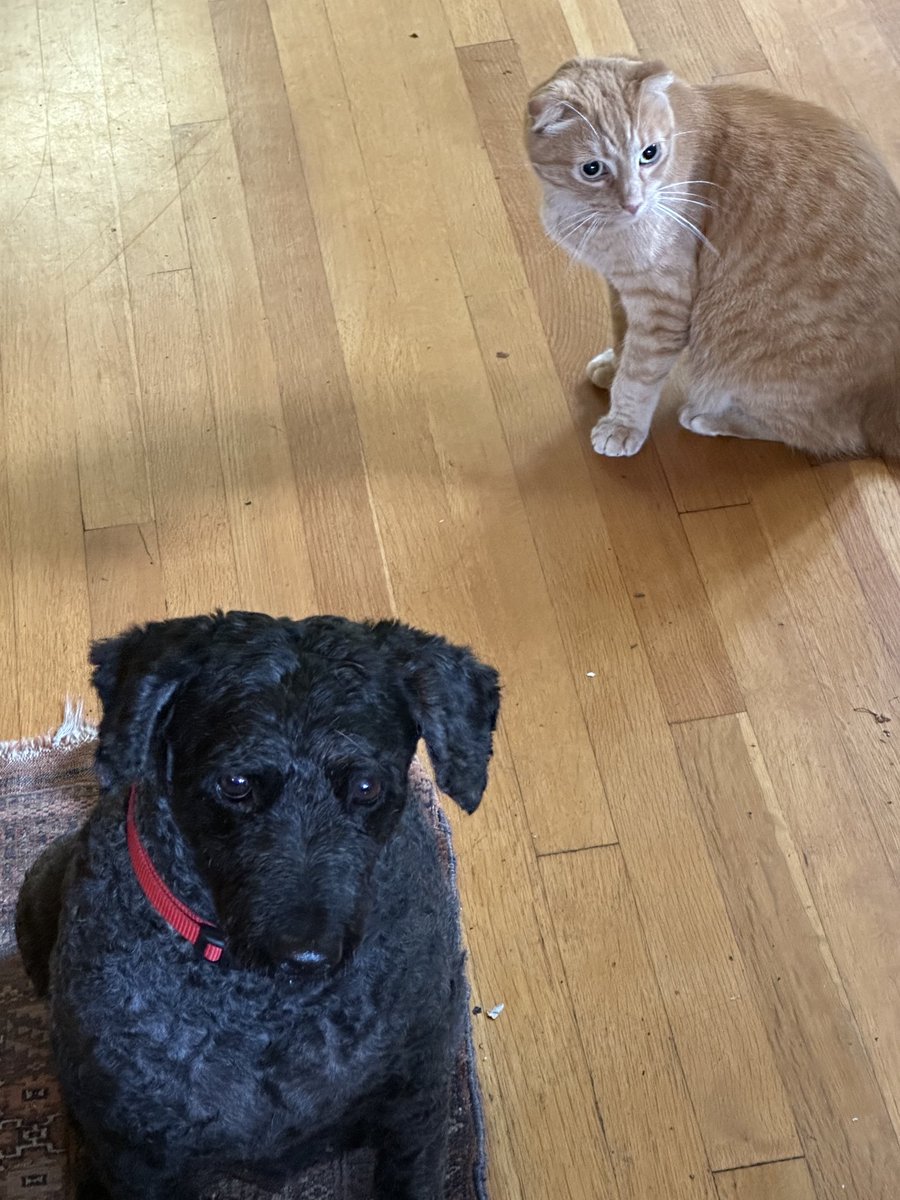 The dog (with Attachment).