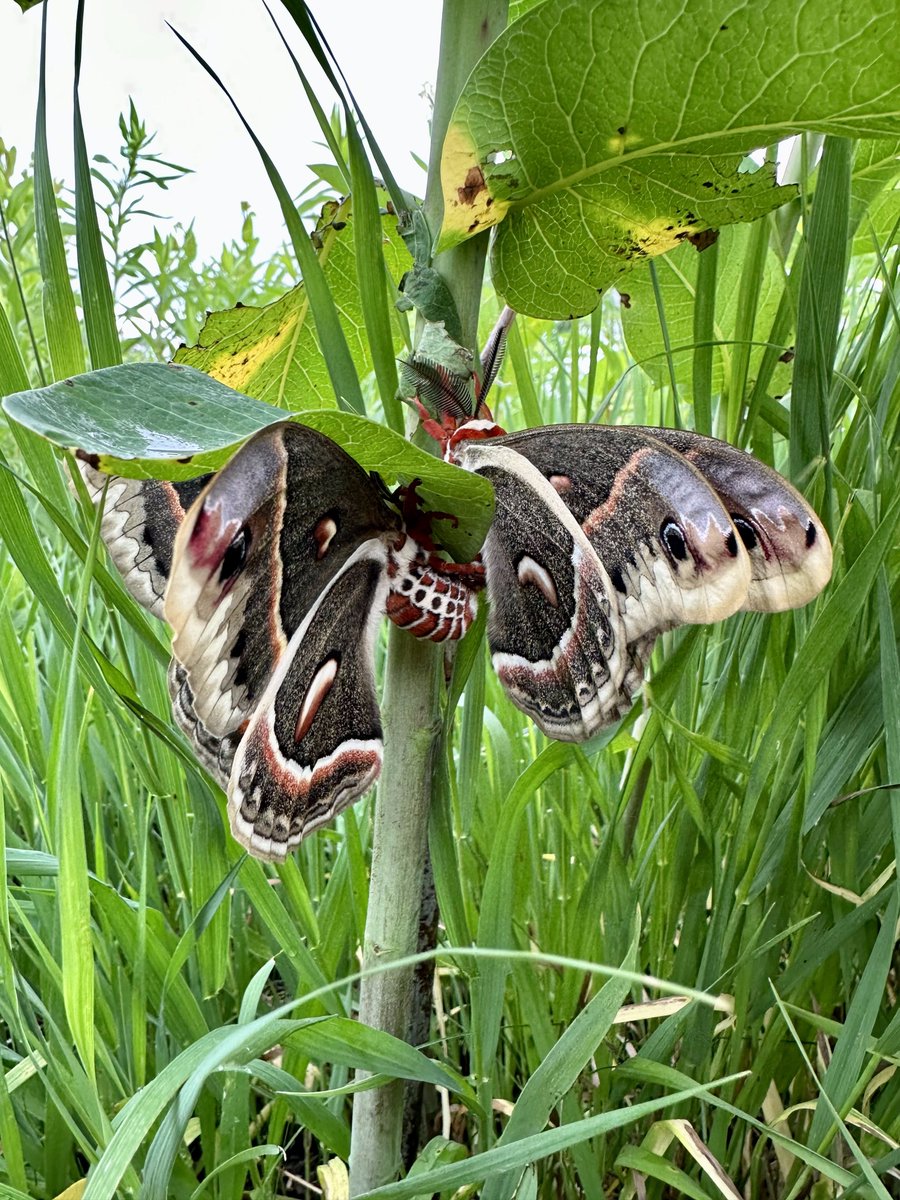 Say hello to the cecropia moth, Minnesota's largest native moth! These two were found in Dodge's prairie, likely pairing up to mate. After the female lays eggs, the hatched caterpillars will cocoon themselves at the end of summer and emerge as moths next spring.

#NatureOfSummer