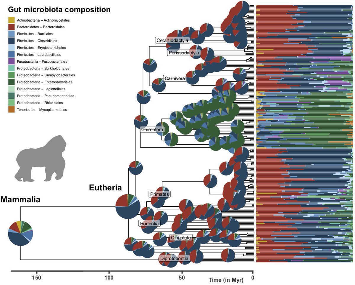 IBENS (@ibens_ens) on Twitter photo 🥁Out on <a href="/MolBioEvol/">Molecular Biology and Evolution</a>
👉Phylogenetic comparative approach reveals evolutionary conservatism, ancestral composition, and integration of vertebrate gut microbiota
🔗academic.oup.com/mbe/advance-ar…
👏Congratulations to <a href="/BPerezLamarque/">Benoît Perez-Lamarque</a>, Guilhem Sommeria-Klein, Loréna Duret and <a href="/HMorlon/">Helene Morlon</a> 🥁Out on <a href="/MolBioEvol/">Molecular Biology and Evolution</a>
👉Phylogenetic comparative approach reveals evolutionary conservatism, ancestral composition, and integration of vertebrate gut microbiota
🔗academic.oup.com/mbe/advance-ar…
👏Congratulations to <a href="/BPerezLamarque/">Benoît Perez-Lamarque</a>, Guilhem Sommeria-Klein, Loréna Duret and <a href="/HMorlon/">Helene Morlon</a>