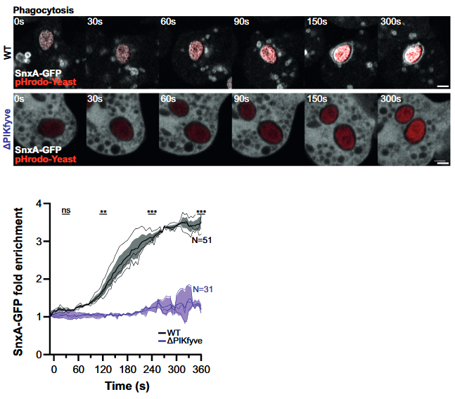 Soldati Group (@soldatilab) on Twitter photo 📢What about a new PI(3,5)P2 reporter?
With <a href="/jasonkinglab/">Jason King</a> we identify a new #Dicty PIP2 binding protein, SnxA, and reveal PIKfyve dynamics and regulation during phagosome maturation in mammalian cells and Dicty
Our collaboration is in <a href="/JCellBiol/">Journal of Cell Biology</a>
rupress.org/jcb/article/22… 📢What about a new PI(3,5)P2 reporter?
With <a href="/jasonkinglab/">Jason King</a> we identify a new #Dicty PIP2 binding protein, SnxA, and reveal PIKfyve dynamics and regulation during phagosome maturation in mammalian cells and Dicty
Our collaboration is in <a href="/JCellBiol/">Journal of Cell Biology</a>
rupress.org/jcb/article/22…
