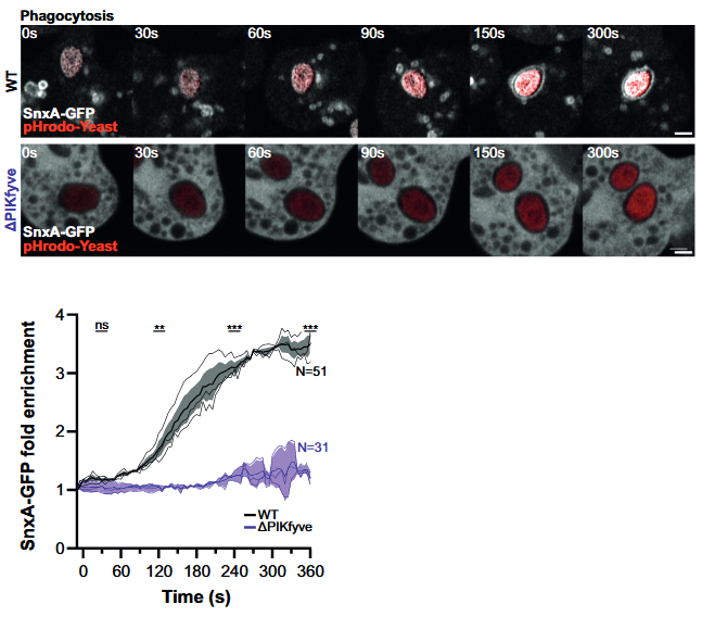 📢What about a new PI(3,5)P2 reporter? With @jasonkinglab we identify a new #Dicty PIP2 binding protein, SnxA, and reveal PIKfyve dynamics and regulation during phagosome maturation in mammalian cells and Dicty Our collaboration is in @JCellBiol rupress.org/jcb/article/22…