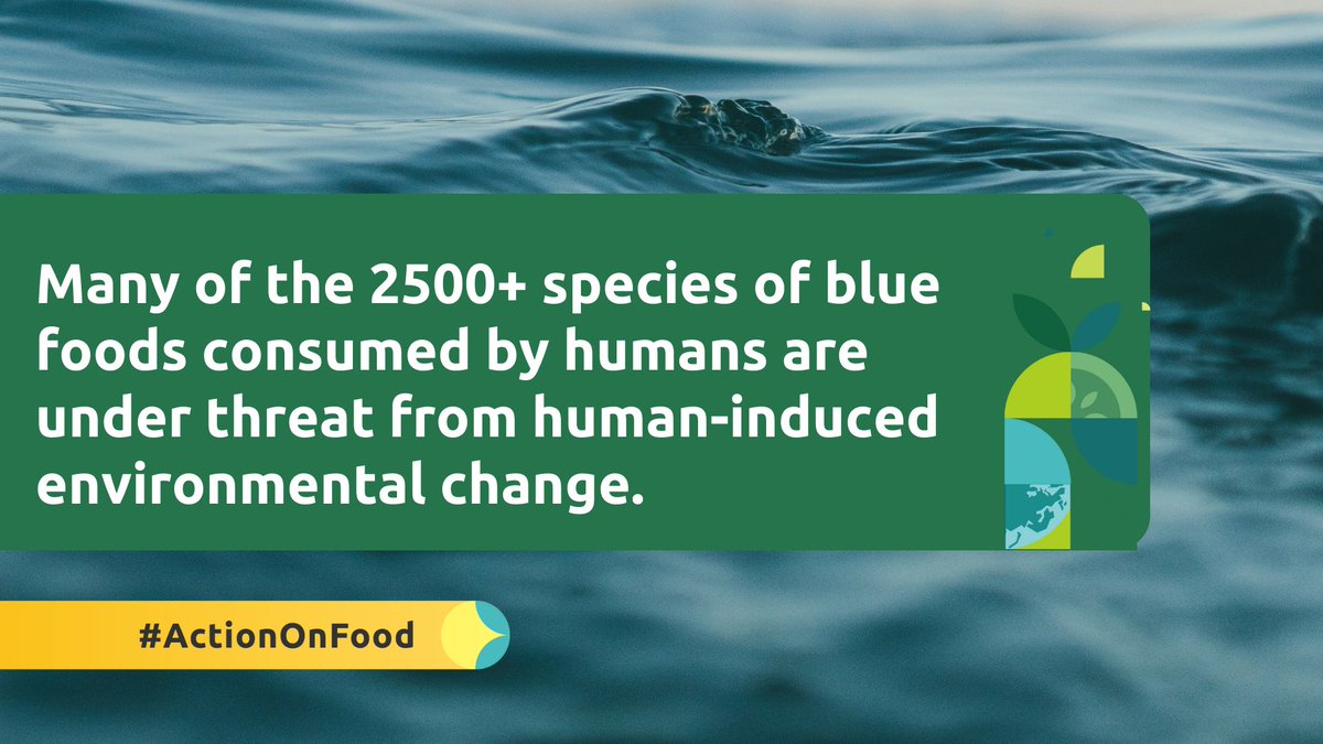 More than 90% of global aquatic 🌊 food production faces substantial risk from environmental change.  

New study in @Nature by @oceansolutions,
@sthlmresilience + @EATforum ⤵️ eatforum.org/learn-and-disc… 

We cannot deliver #ActionOnFood without sustainable water + aquatic blue food…
