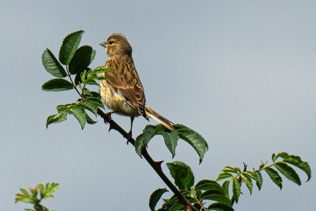 Few shots from #RSPBStAidans today