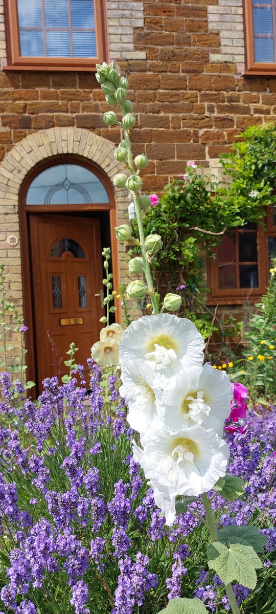 A white hollyhock appeared in the front garden this year. It's very welcome 😊 #hollyhock #gardening