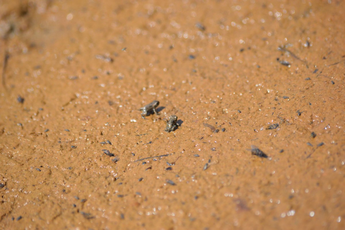 ourdeeestuary's tweet photo. 🐸THE LIFECYCLE OF THE NATTERJACK TOAD🐸
2/3
Evolving to occupy a small ecological niche: temporary ponds for their spawning and tadpole stages that dry out to kill off invertebrate predator.
@ARC_Bytes
📸MC
#ourdeeestuary #lovemyestuary #amphibian #conservation #natterjacktoad https://t.co/KFAnkrVhmx