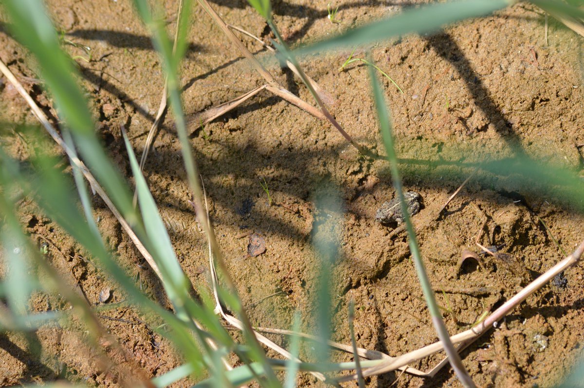 ourdeeestuary's tweet photo. 🐸THE LIFECYCLE OF THE NATTERJACK TOAD🐸
2/3
Evolving to occupy a small ecological niche: temporary ponds for their spawning and tadpole stages that dry out to kill off invertebrate predator.
@ARC_Bytes
📸MC
#ourdeeestuary #lovemyestuary #amphibian #conservation #natterjacktoad https://t.co/KFAnkrVhmx