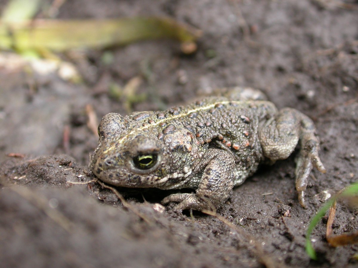 ourdeeestuary's tweet photo. 🐸THE LIFECYCLE OF THE NATTERJACK TOAD🐸
3/3
They need sandy ponds and open sand for hunting as unlike common toads they run rather than hop, and they can’t move easily through thick vegetation.
@ARC_Byte
📸Philip Precey
#ourdeeestuary #lovemyestuary #amphibian #natterjacktoad https://t.co/nL9Ns0T03l