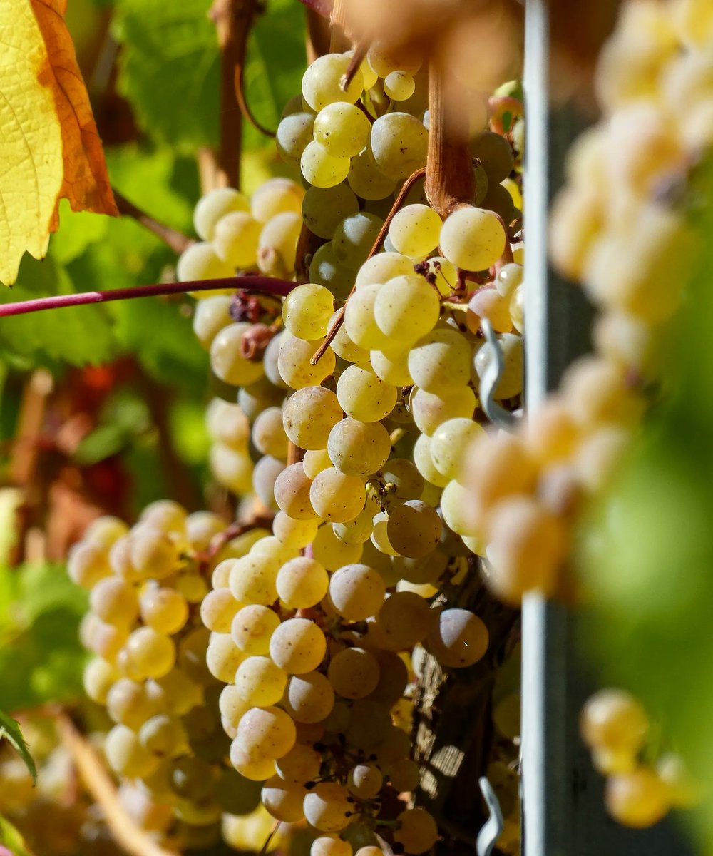 norfolk_wine's tweet photo. You can pair #Riesling with a range of different dishes. The fruitiness and mouth-watering acidity of a dry Riesling compliments good Sushi. For a more fiery fusion the sweetness of an off-dry style cools down the heat of a spicy Thai curry, bringing a balance to every mouthful. https://t.co/Qv3i6YmHLi