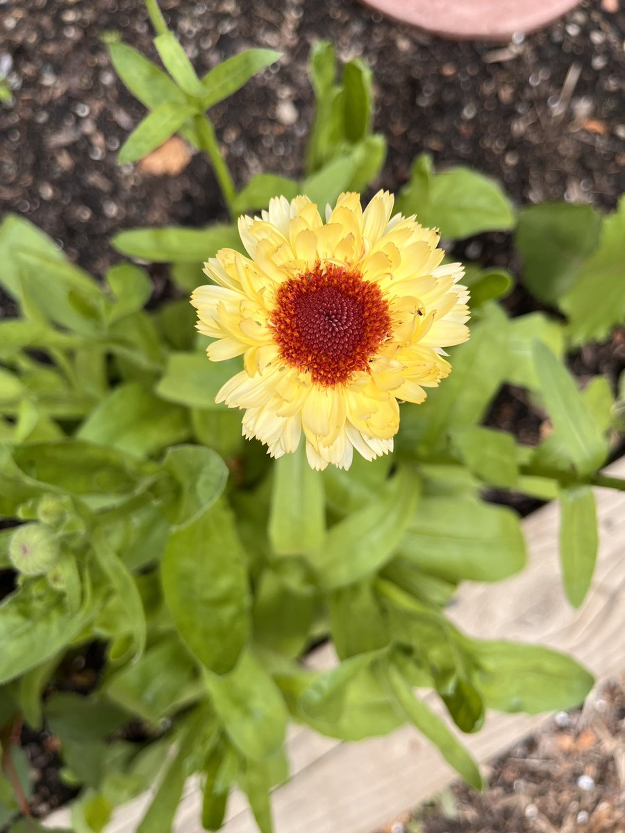 NW Gardeners tweet media