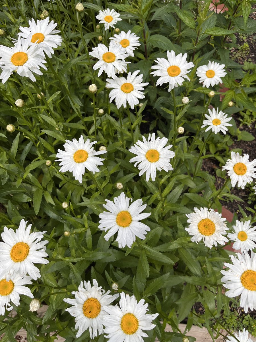 We are so excited to see some of our first blooms!! We can’t wait to bless our community with flowers. Special thanks to ALL of our faithful helpers who come each day to water and weed!! 🌱 🌸 🌺 <a href="/NoviWoods/">Novi Woods Elem.</a> <a href="/MsHattieNW/">Jillian Hattie</a> <a href="/MrsDonberger/">Michelle Donberger</a>  Growing great leaders, blooming big hearts!