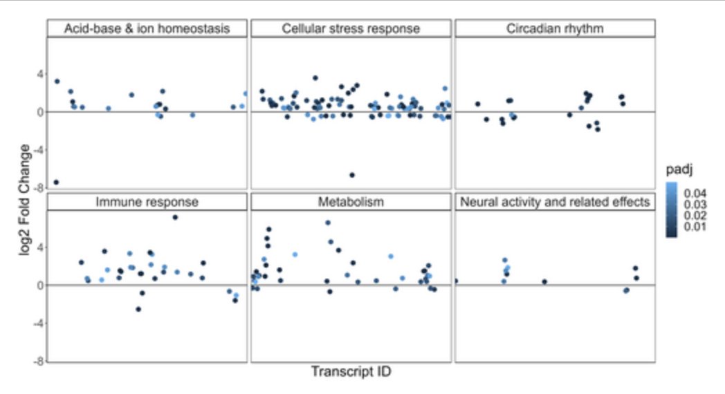 These little guys got some superpowers to live and thrive in acidified waters at CO2 seeps at Volcano Island. What superpowers? Find out here:
onlinelibrary.wiley.com/doi/10.1111/ev…

Awesome work by <a href="/sneha108ss/">Sneha Suresh</a> in publishing her first PhD chapter!👏