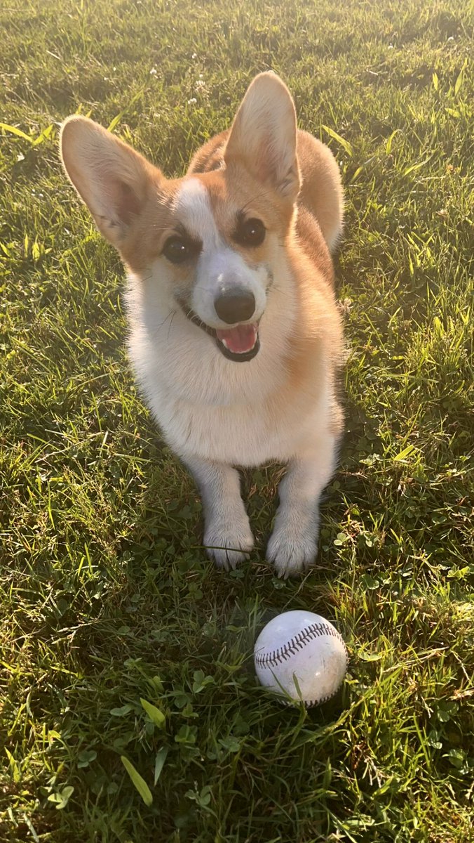 #Corgi #corgicrazy #CorgiCrew #CorgiNation #Dogsarefamily #DogsofTwittter #CincinnatiReds #reds #BaseBall