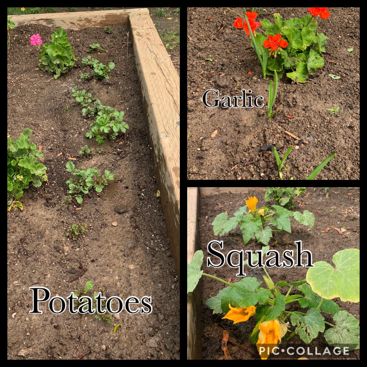 Mr. Uriarte (@mruriarte) on Twitter photo The garden is looking great! The mounds are filling in & things are growing. The potatoes & garlic are starting to come up already, & our squashes are in full bloom. Please don’t forget to water & care for the garden when you can this summer. Have a great summer! <a href="/IsaacCrosby/">Isaac Crosby</a> The garden is looking great! The mounds are filling in & things are growing. The potatoes & garlic are starting to come up already, & our squashes are in full bloom. Please don’t forget to water & care for the garden when you can this summer. Have a great summer! <a href="/IsaacCrosby/">Isaac Crosby</a>