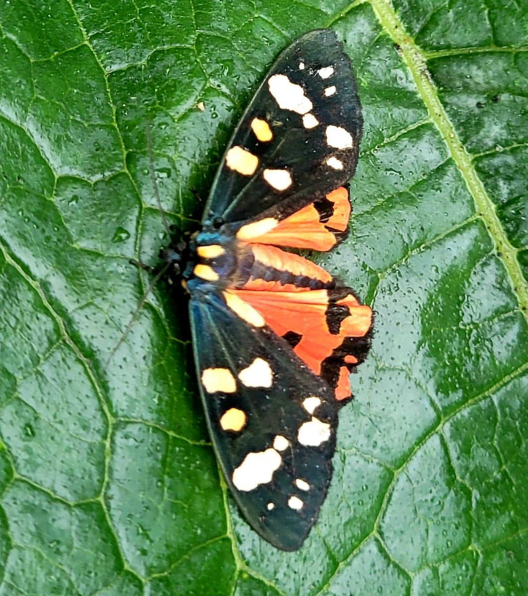 StanfordCommGdn's tweet photo. A beautiful scarlet tiger moth visited the garden today. https://t.co/6XYEmglWry