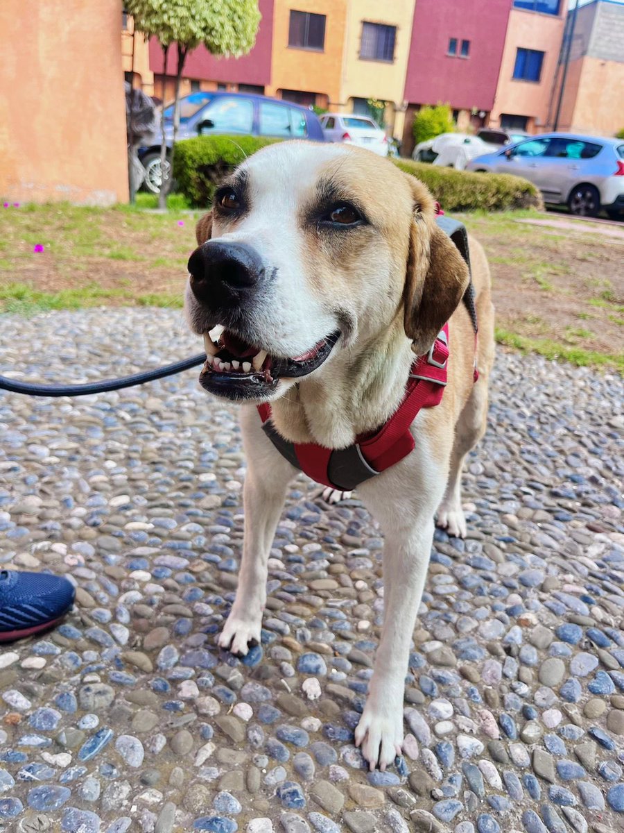 suetercongato's tweet photo. Ocuparé este espacio para compartir fotos de Laika, una perrita rescatada hermosa con el corazón más noble y cariñoso. Tiene dos años, pesa 20 kg, está vacunada y desparasitada. Puedo llevarla a cualquier lugar del Edomex y CDMX, además de pagar su esterilización. 

RT por favor. https://t.co/wS1PjeMQgw