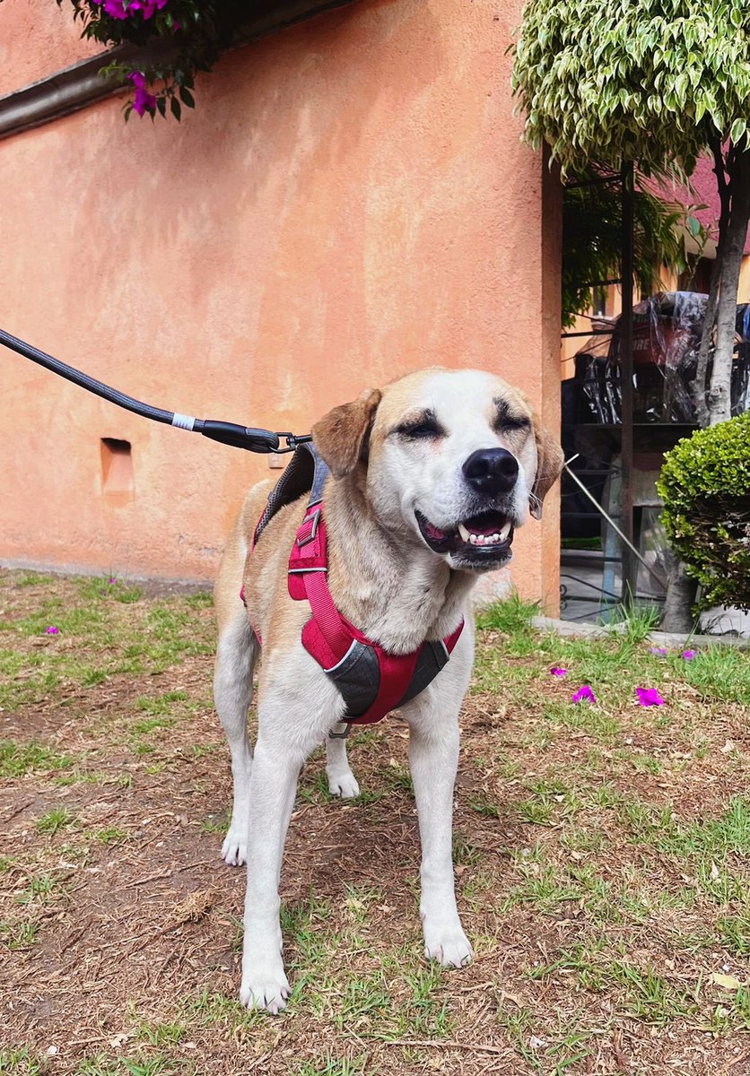 suetercongato's tweet photo. Ocuparé este espacio para compartir fotos de Laika, una perrita rescatada hermosa con el corazón más noble y cariñoso. Tiene dos años, pesa 20 kg, está vacunada y desparasitada. Puedo llevarla a cualquier lugar del Edomex y CDMX, además de pagar su esterilización. 

RT por favor. https://t.co/wS1PjeMQgw