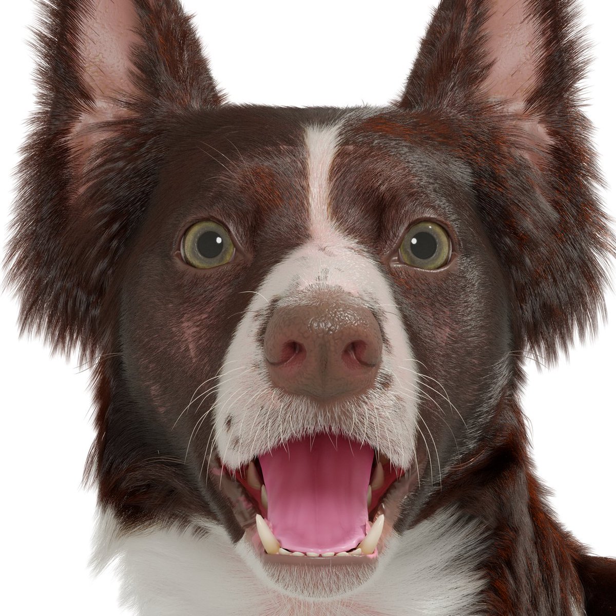 'Becky the Border Collie' by Amy Wozny blenderartists.org/t/becky-the-bo… #b3d #blender3d #blenderart #blenderrender #blendercommunity