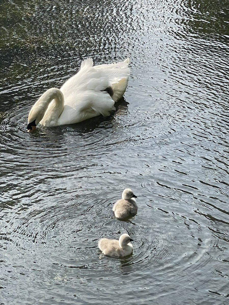 Given the concerts, it’s great to see 3 cygnets successfully hatched @MarlayPark