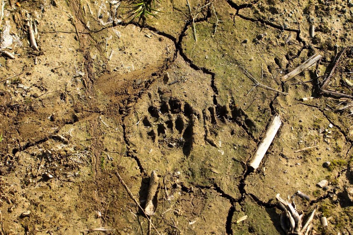 Pearce Environment (@pearceenviro) on Twitter photo Get ahead in badger surveying.
Still places left on our new training courses.
Level 1 - Badger Ecology and Sett Surveying
&
Level 2 - Badger Training advanced. Badgers and development, badger damage, licences and mitigation
Charlie@pearce-environment.co.uk for booking or info Get ahead in badger surveying.
Still places left on our new training courses.
Level 1 - Badger Ecology and Sett Surveying
&
Level 2 - Badger Training advanced. Badgers and development, badger damage, licences and mitigation
Charlie@pearce-environment.co.uk for booking or info