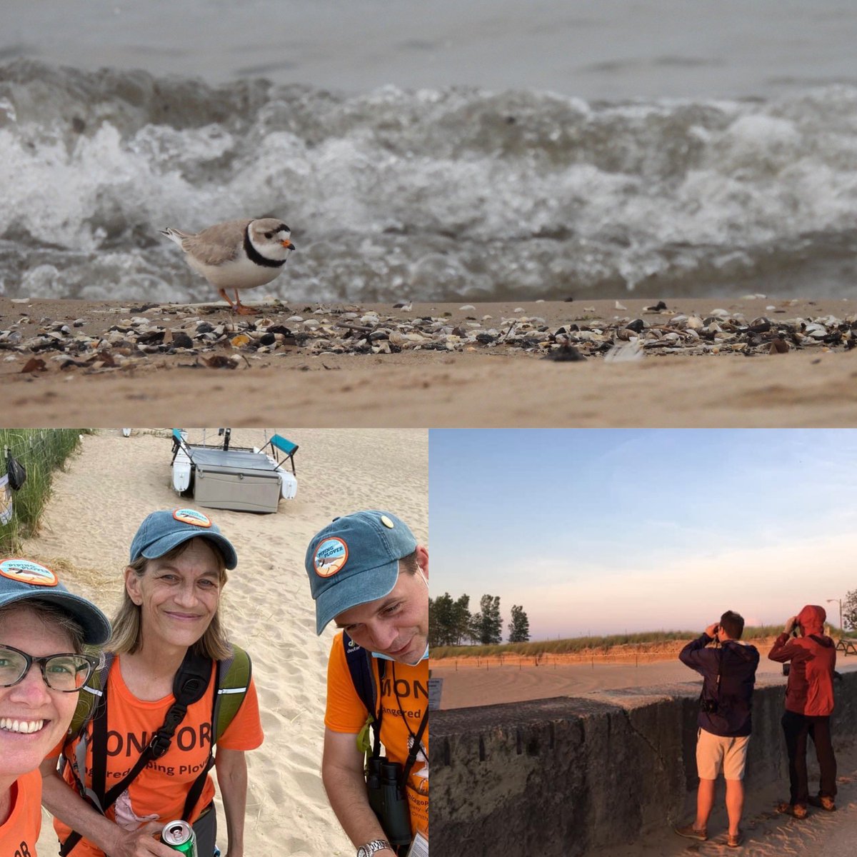 July 4 Weekend @ Montrose
Your Chicago Piping Plover Monitors will be out at Montrose Beach this weekend, sporting those trademark orange shirts. We welcome your questions or just a "Happy 4th!"1/2
#piperwatchchi2023 #IndependenceDay #chicago #July4th #FourthofJuly #4thofjuly2023