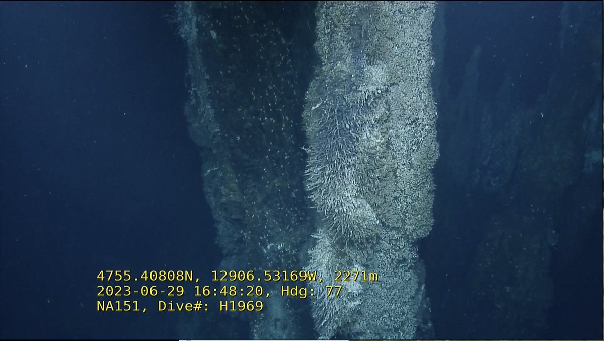 Ocean Networks 🇨🇦 tweet media