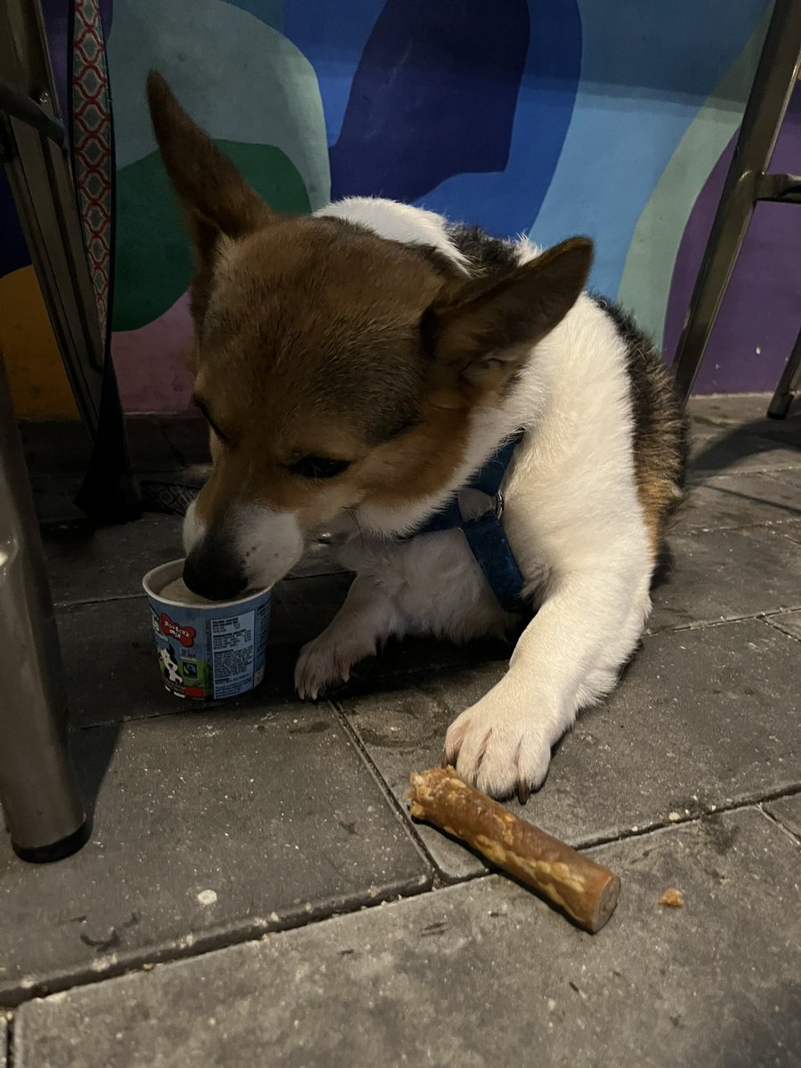 briankun's tweet photo. Someone had a birthday yesterday, so they got all the special treats. https://t.co/UN3eIhAlFM
