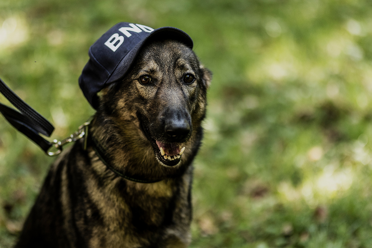 Dogs of BND: Germany's Federal Intelligence Service Bundesnachrichtendienst starts an NFT collection as part of their recruiting effort buff.ly/3pwZGhX

#BND #TechNews #NFT