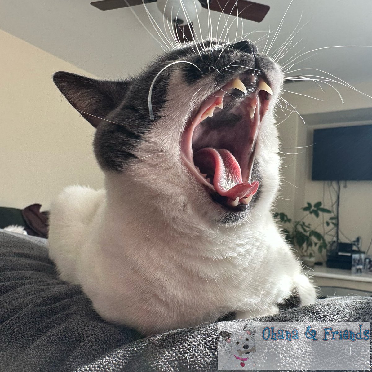 ohanaandfriends's tweet image. “Why don't you scream and shout it…” - Skye
#2bad #michaeljackson