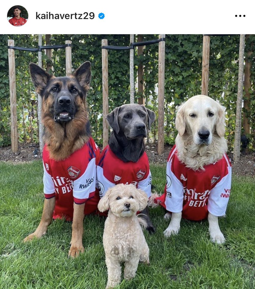 Kai Havertz, köpeklerine Arsenal forması giydirdi. 🐶