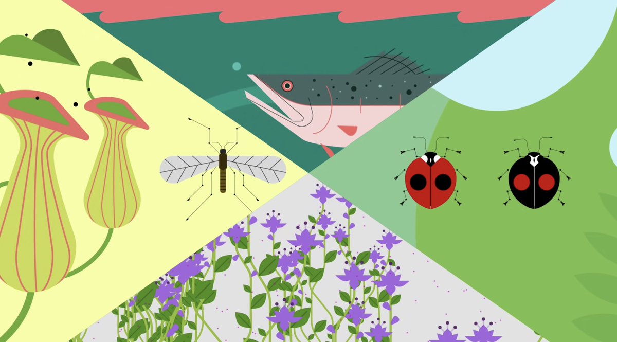ClimateLit's tweet photo. Can wildlife adapt to climate change? 🌍
Students will explore examples of animals evolving swiftly to face climate challenges by delving into behavior, physiology, & habitat modifications.
Find the #CLEANResource here ➡️ https://t.co/rt8dx6ObqU
@CiresEO @NOAAeducation https://t.co/FTlUyxYZCZ